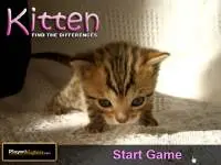 Play Kittens Differences online for free