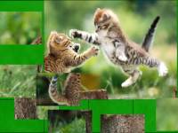 Play Fighting Cats Puzzle online for free