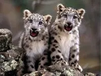 Play Cheetah Cubs online for free