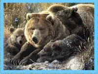Play Bear Family online for free
