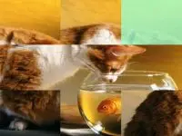 Play Cat and Fish online for free