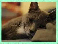 Play Lying Cat Sliding Pu online for free