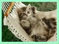 Play Cat in a Hammock online for free