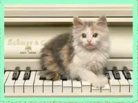 Play Cat on the Piano online for free