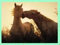 Play Loving Horses online for free
