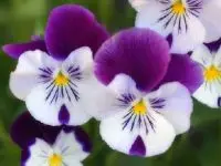 Play Flowers Puzzle online for free