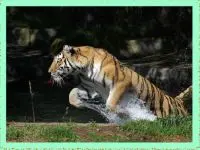 Play Leaping Tiger Puzzle online for free