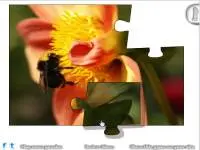 Play Hard Puzzle - Bee online for free