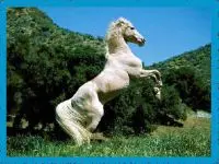 Play White Horse Puzzle online for free