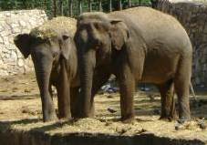 Elephants Right
